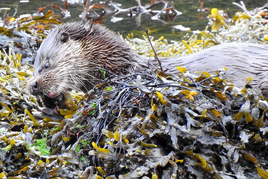 European otter (Lutra lutra), Scotland), Scotland